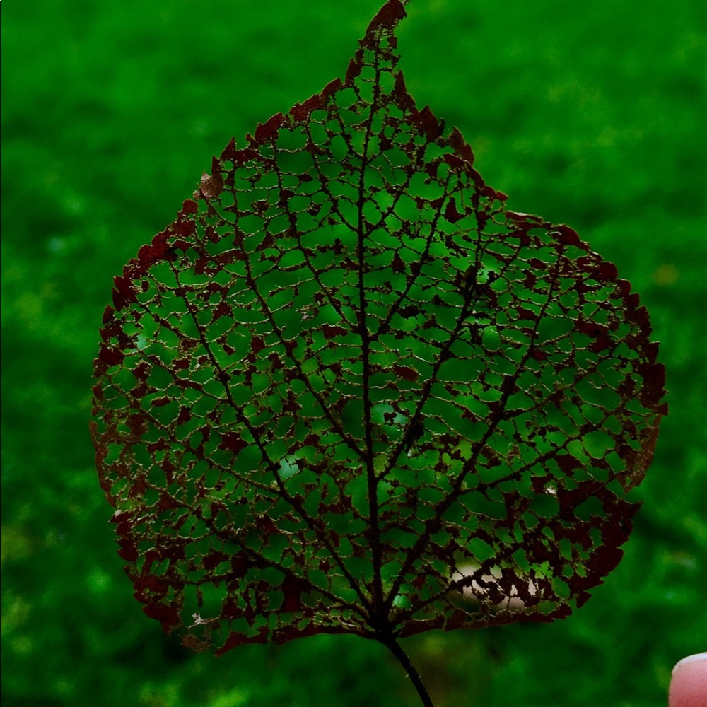 Meet your Posher, Anna